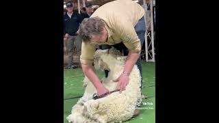 Blade shearing demo [upl. by Orimlede]