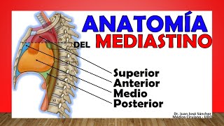 🥇 MEDIASTINO Anatomía Divisiones Contenido Limites [upl. by Nomolas]