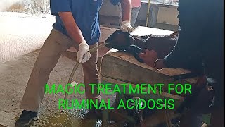 Magic treatment of goat acidosis Ruminal Acidosis Goat Acidity [upl. by Akkin]