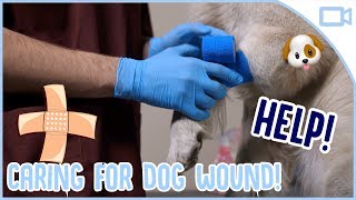 How to Clean a Dog Wound [upl. by Lamori]