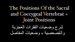 شَرح وضعيات التصوير للفقرات العجزية والعُصعصية 🩻 Sacral and Coccygeal vertebrae [upl. by Staffan]