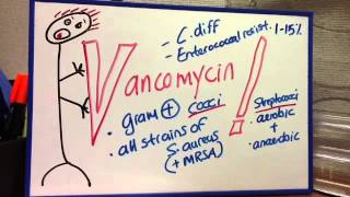 Vancomycin  narrow spectrum gram positive MRSA Cocci Strep etc [upl. by Kurr]