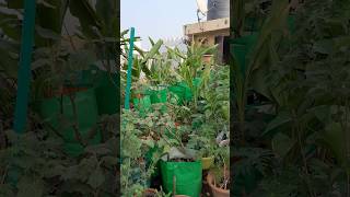 Rooftop garden yt youtube youtubeshorts gardeningrooftopgarden organicplants youtuber [upl. by Akemrej160]