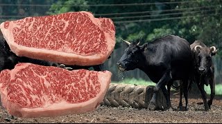 Globo RuralGado Wagyu tem a carne mais cara do mundo Kobe Beef [upl. by Pinkham]