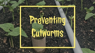 Preventing Cutworms [upl. by Nosa196]