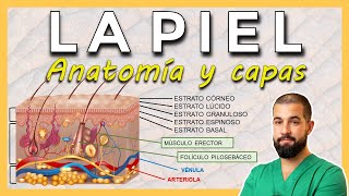 ANATOMÍA DE LA PIEL Capas de la piel EpidermisDermisHipodermis [upl. by Naimerej]