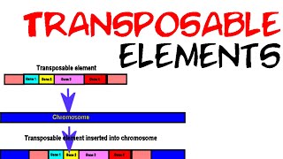 Transposable elements [upl. by Irmina]