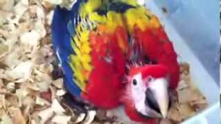 how to handfeed baby Scarlet Macaw [upl. by Aihsyt]