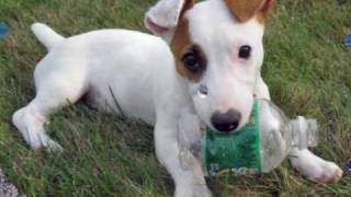 Jack Russell Terrier The Jack Russell Song [upl. by Dleifyar]