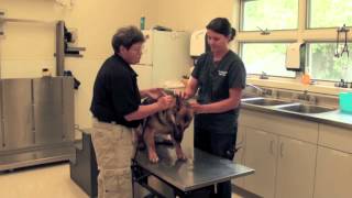 Veterinarian  Career Spotlight [upl. by Godbeare]