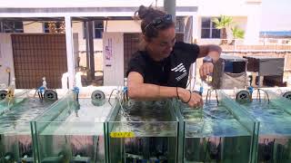 Red Sea Simulator Climate change mesocosm for longterm study of coral reef organisms [upl. by Yme]