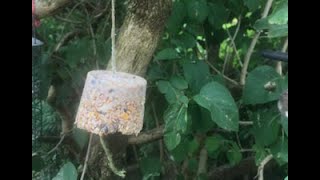 How to make Bird FoodFat Balls [upl. by Gnaoh]