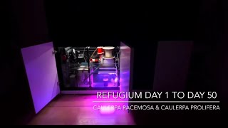 Refugium Day 1 to Day 50 [upl. by Neau]