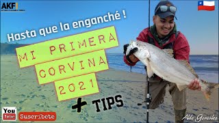 Pesca de Corvina Chile 2021 DOCUMENTAL  Tips de pesca con chispa  Campeonato en Tunquen [upl. by Neerod930]