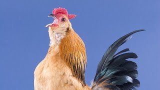 Hen vlogs  Rooster crowing  murga ki azan [upl. by Nnyleve]