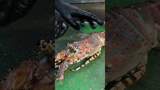 JUMBO LOBSTER BBQ 3 food seafood lobster thailand [upl. by Augustin308]