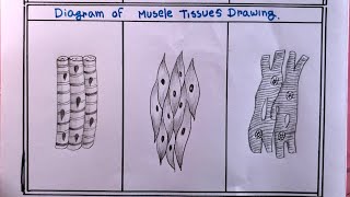 how to draw striated non striated and cardiac muscles tissues [upl. by Veator]