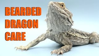 How To Care For Bearded Dragons 2019  EMZOTIC [upl. by Trbor883]