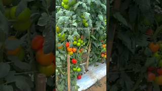 Tomato Plants Farming  growingvegetables gardening farming shotts shorts short viralvideo [upl. by Akinad]