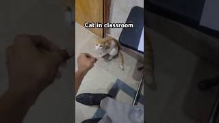 Cat in classroom 😁 shortsfeed minivloging trending vlog shorts cat [upl. by Jocelin]