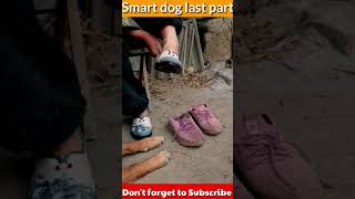 Smart dog last part 🤍🌺🌼🌸shortvideo smartdog youtubeshorts doglover dogshorts smartdog smart [upl. by Atsahs]