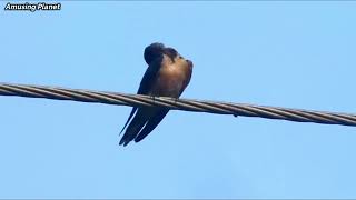 Barn Swallow Hirundo rustica  Swallow Bird Species [upl. by Harbot]