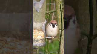 Tree Sparrow birds birdwatching nature wildlife [upl. by Hillary]