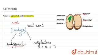 What is epicotyl and hypocotyl  11  General doubts  BIOLOGY  LECTURE NOTES CREATED QUESTION [upl. by Warner896]