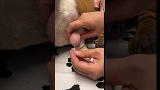 Lipoma in Dogs Fine Needle Aspiration by a Veterinarian [upl. by Alacim]