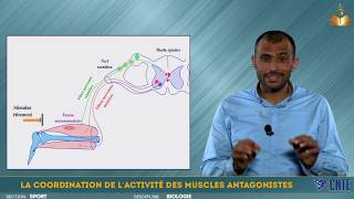 Section Sport  Biologie  La coordination de l’activité des muscles antagonistes [upl. by Ilowell]