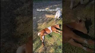 English or Spanish memes meme goat funny trending fyp animal humor lol trend [upl. by Pet]