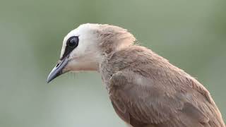 The Beautiful Yellow Wented Bulbul [upl. by Ahnavas]