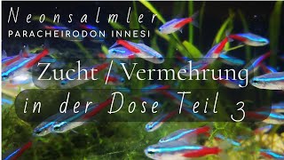 Neonsalmler Zuchtversuch in der Dose Teil 3 Paracheirodon innesi Aquarium Aquaristik Zucht [upl. by Galatea]