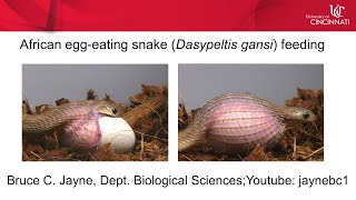 Dasypeltis gansi eating egg [upl. by Gabriella]