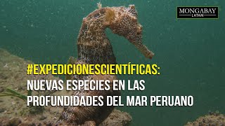 ExpedicionesCientíficas l Nuevas especies en las profundidades del mar peruano [upl. by Miehar]