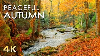 4K Autumn Forest  Relaxing Nature Video amp River Sounds  NO MUSIC  1 hour Ultra HD 2160p [upl. by Benedick]