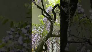 beautiful wisteria bonsai [upl. by Corotto]