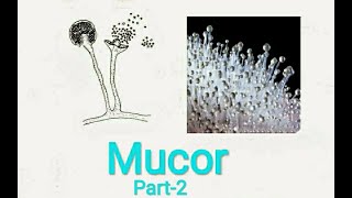 Fungi MucorPart2 [upl. by Groeg403]