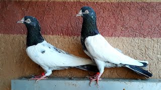 Teddy Pigeons in Pakistan  Camel Breed [upl. by Cary]