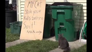 Cat burglar Pet steals neighbors clothes from laundry room [upl. by Andros373]