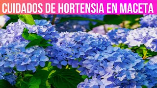 CUIDADOS DE HORTENSIAS EN MACETAS COMO CUIDAR HORTENSIAS [upl. by Essilevi]