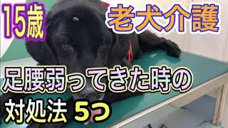 動物病院での老犬介護おすすめの対処法。黒ラブ１５歳！自分の足で歩くよ！ [upl. by Abisia]