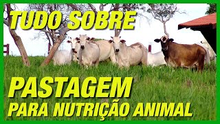 TUDO O QUE VOCÃŠ PRECISA SABER SOBRE PASTAGENS PARA NUTRIÃ‡ÃƒO DE BOVINOS [upl. by Senaj]