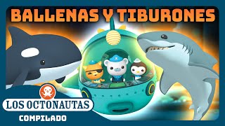 Los Octonautas  🐋 Ballenas y tiburones 🦈 Exploración marina  Episodios Completos  Compilado [upl. by Alludba]