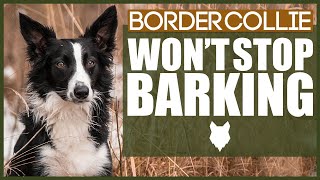 How To Stop Your BORDER COLLIE Barking [upl. by Dilisio]