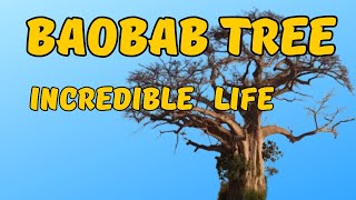 Adansonia The Incredible Life of the Baobab Tree [upl. by Aneryc651]