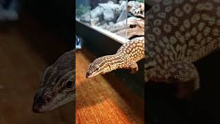 Ackie monitor Planking for food [upl. by Namialus234]