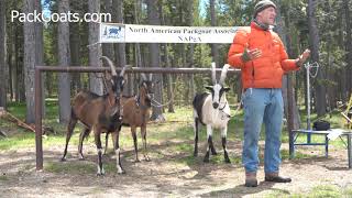 How to Train Pack Goats [upl. by Darill]