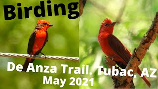 Birding the De Anza Trail in Tubac AZ Trying to find the rare Rosethroated Becard [upl. by Nonnac]