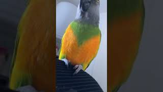 maxou tout en couleur perroquets birds parrot pets [upl. by Maxie]